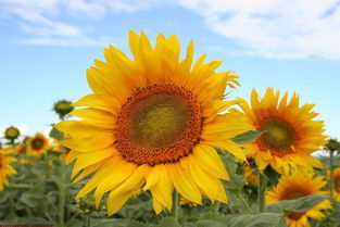 太阳花什么季节开花