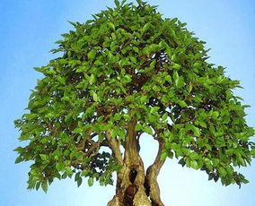 梦幻西游摇钱树苗种植攻略 梦幻西游摇钱树苗怎么种植