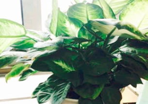 万年青养殖方法