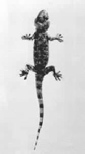 壁虎是什么科动物?