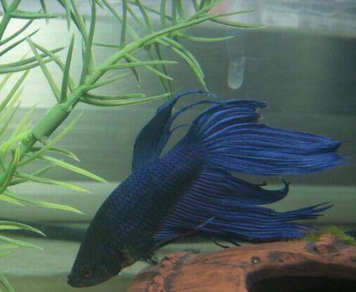 斗鱼怎么分公母