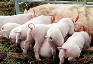 成都居民在住宅楼养了5头猪,物业:已送走!住宅楼养猪有何不妥呢?_百度