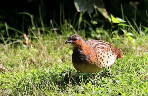 冬季上山怎样引叫竹鸡