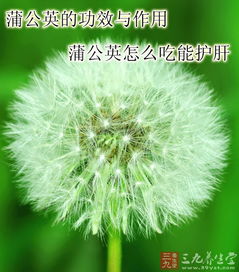 蒲公英有什么功效