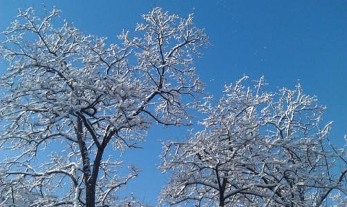 忽如一夜春风来描写什么季节