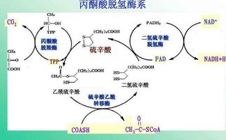 丙酮酸脱氢酶