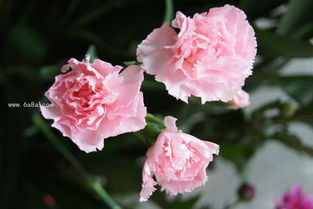 康乃馨的花语是什么?