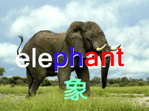 大象的英文是什么?