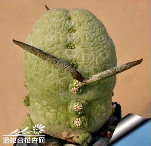 凝蹄玉介绍 凝蹄玉是什么