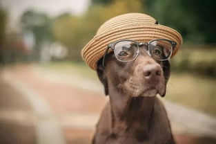 喜爱的反义词是什么啊