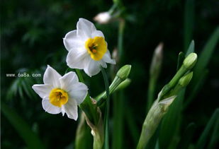 水仙花怎么养殖