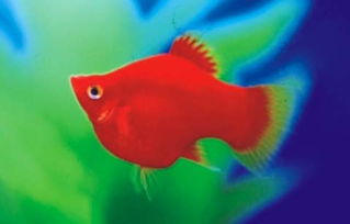 红玛丽和红剑是一种鱼吗?