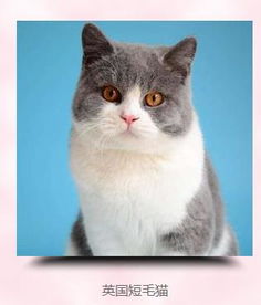 一只猫大概多少钱?