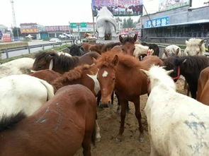 中国矮马的介绍