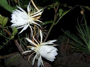 昙花固然美丽造句补充完❗❗❗