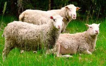 属羊是哪年出生的