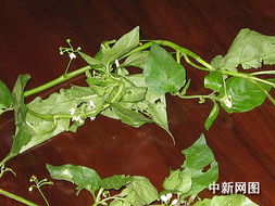 野辣子草的功效与作用 辣子草的功效与作用有哪些