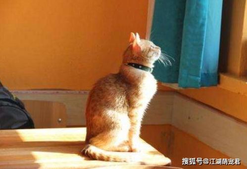 猫三联一定要打吗