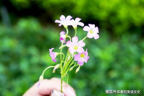 精湛的意思是什么?