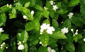 茉莉花好养活吗