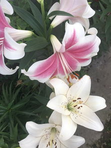 百合花种植方法