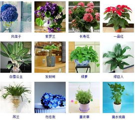 室内绿化必备,60种盆栽植物图片及名称大全