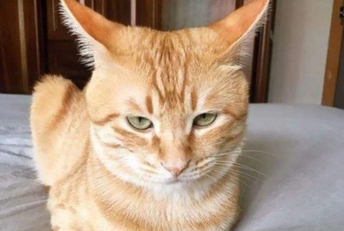 猫咪的飞机耳是什么意思
