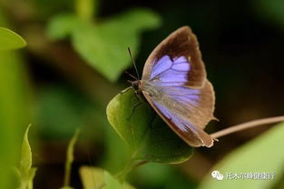 中国常见的蝴蝶种类有哪些?