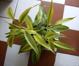 富贵竹怎么养才能更旺盛?