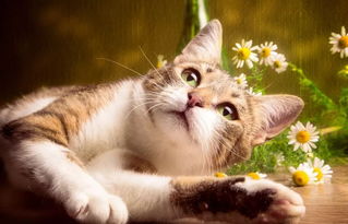 猫咪吐猫粮是什么原因
