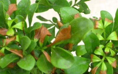 为什么米兰花会掉叶子?