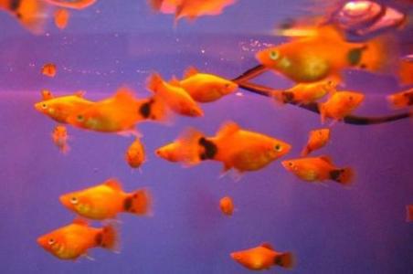 米奇鱼生小鱼前兆,多久繁殖一次