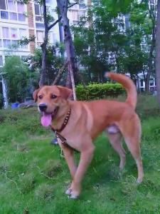 土狗跟中华犬,有什么区别?
