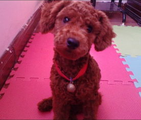 泰迪犬多少钱一只