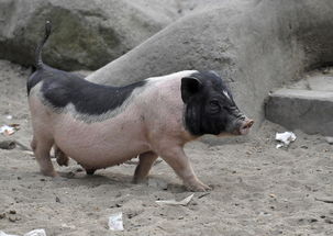 小香猪能长多大?