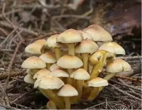 大球盖菇烹饪方法