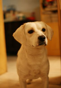 短毛狗都有那些品种