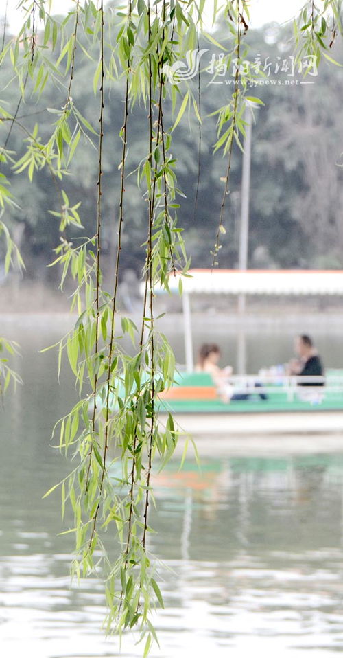 “清风拂杨柳,细雨打莲蓬”是哪首诗?