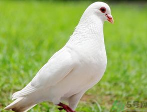鸽子是不是发物