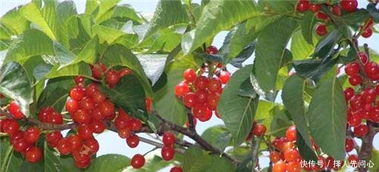 樱桃树花
