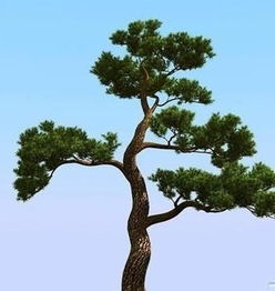 松树和柏树有什么不同