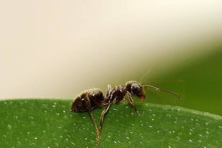 蚂蚁喜欢吃什么