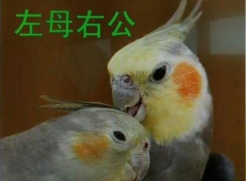 玄凤鹦鹉怎么分辨雌雄