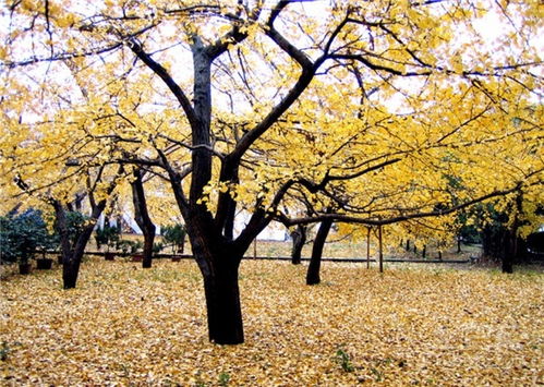 银杏的原产地是哪里