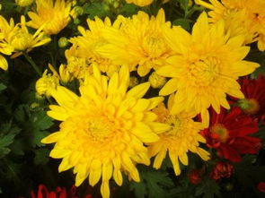 菊花开在什么季节