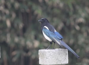 喜鹊叫有什么兆头?