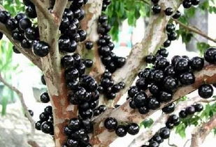 嘉宝果正确食用方法