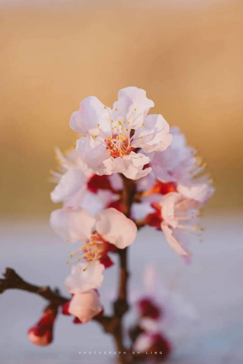 人面桃花笑春风啥意思,人面春风笑桃花的意思