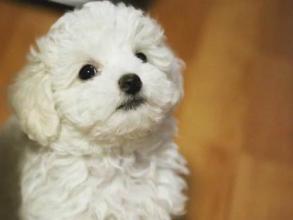 白色泰迪和比熊的区别