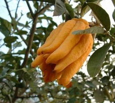 金华佛手是什么意思